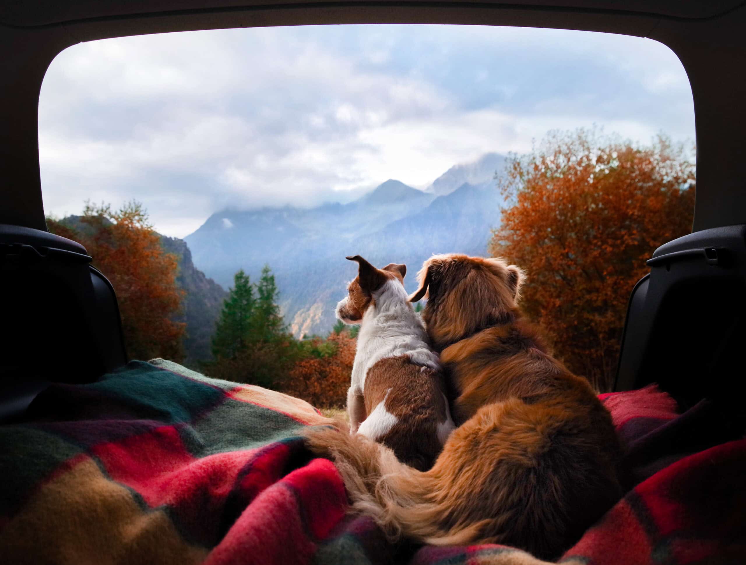 dogs camping in the car. Nova Scotia Duck Tolling Retriever and Jack Russell Terrier in the luggage compartment. Pets on vacation.